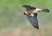 1-Faucon kobez | Falco vespertinus | Red-footed Falcon